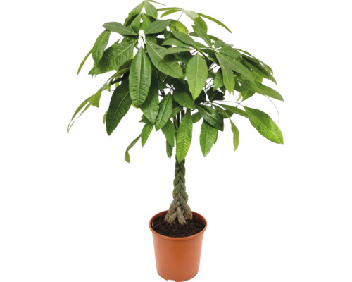 Pachira aquatica arbre de fortune avec tronc tressé dans un pot en plastique comme plante d'intérieur
