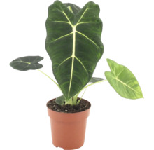 Alocasia Frydek dans un pot en plastique comme plante d intérieur avec des feuilles en forme de flèche et des nervures marquées