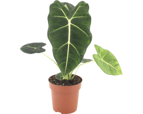 Alocasia Frydek dans un pot en plastique comme plante d intérieur avec des feuilles en forme de flèche et des nervures marquées