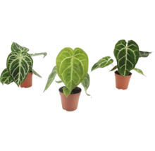 Drei Anthurium Crystallinum Pflanzen mit herzförmigen Blättern und markanter weißer Blattaderung in Kunststofftöpfen.