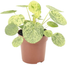 Plante d intérieur Pilea peperomioides Variegata dans un pot avec des feuilles rondes et mouchetées.