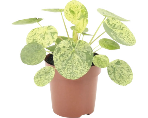 Plante d intérieur Pilea peperomioides Variegata dans un pot avec des feuilles rondes et mouchetées.
