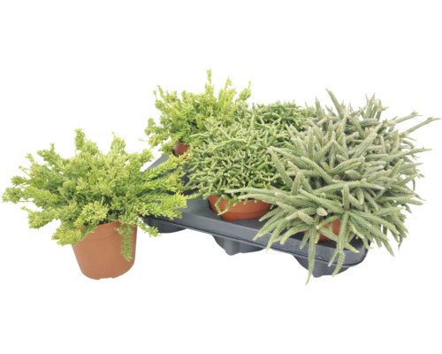 Ensemble de trois succulentes ou plantes Sedum différentes dans des pots en terre cuite sur un plateau en plastique Ensemble de trois succulentes ou plantes Sedum différentes dans des pots en terre cuite sur un plateau en plastique
