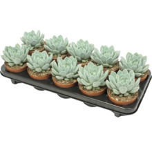 Un plateau de douze plantes grasses Echeveria dans des petits pots en plastique pour la décoration intérieure.