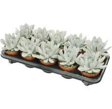 Ensemble de 12 plantes grasses Echeveria dans des petits pots en plastique sur un plateau de transport noir.