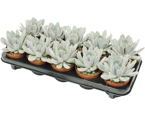 Ensemble de 12 plantes grasses Echeveria dans des petits pots en plastique sur un plateau de transport noir.