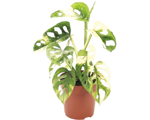 Plante d'intérieur Monstera Adansonii Variegata en pot avec feuilles perforées