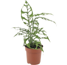 Monstera obliqua Zimmerpflanze mit charakteristischen gelochten Blättern im Kunststofftopf