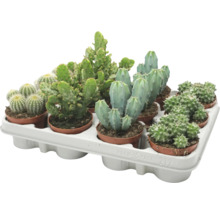 Assortiment de différents cactus dans un plateau de transport en plastique comme ensemble de plantes d intérieur