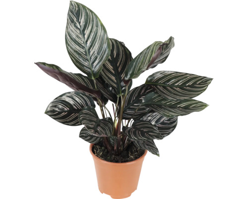 Plante Calathea Ornata dans un pot en plastique avec des feuilles ovales rayées