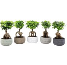 Fünf Ficus Ginseng Pflanzen als Bonsai in strukturierten Pflanztöpfen mit sichtbaren Wurzeln.