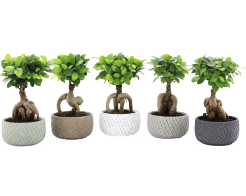 Fünf Ficus Ginseng Pflanzen als Bonsai in strukturierten Pflanztöpfen mit sichtbaren Wurzeln.
