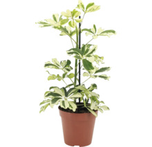 Plante d intérieur Schefflera arboricola dans un pot en plastique avec tuteur