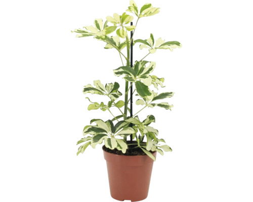 Plante d intérieur Schefflera arboricola dans un pot en plastique avec tuteur