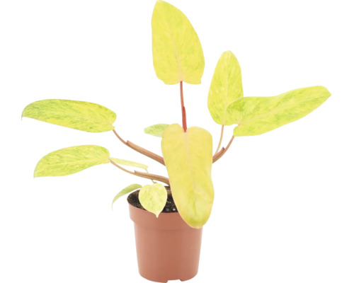 Philodendron Ring of Fire Zimmerpflanze in einem Kunststofftopf