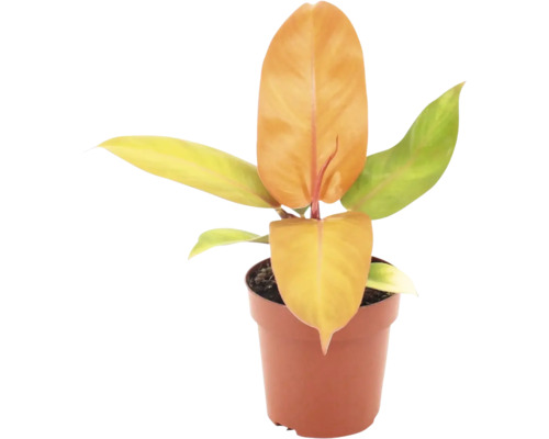 Plante Philodendron dans un pot en plastique