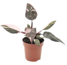 Philodendron Pink Princess in einem Kunststofftopf als Zimmerpflanze mit panaschierten Blättern.