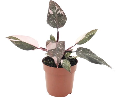 Philodendron Pink Princess in einem Kunststofftopf als Zimmerpflanze mit panaschierten Blättern.