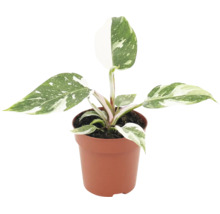 Philodendron White Princess in einem Kunststofftopf