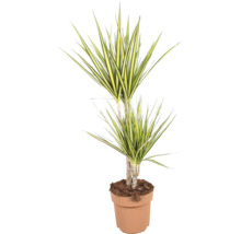 Dracaena marginata Zimmerpflanze im Topf mit langen spitzen Blättern
