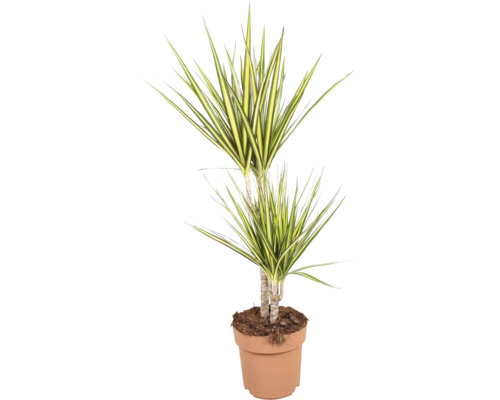 Plante d intérieur Dracaena marginata en pot avec de longues feuilles pointues