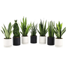 Ensemble de diverses plantes Sansevieria dans des pots cylindriques modernes pour la décoration intérieure