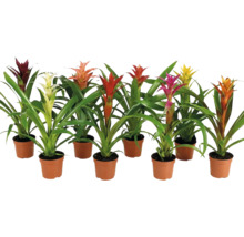 Ensemble de huit broméliacées variées dans des pots en plastique avec des feuilles vertes et des bractées colorées comme plantes d interieur.