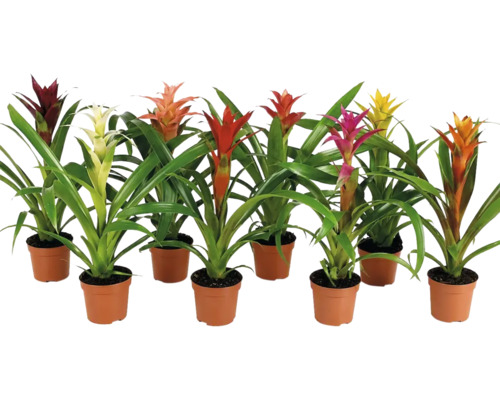 Ensemble de huit broméliacées variées dans des pots en plastique avec des feuilles vertes et des bractées colorées comme plantes d interieur.