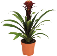 Une plante d'intérieur Guzmania bromelia dans un pot en plastique avec de longues feuilles vertes et une inflorescence dressée.