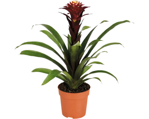 Une plante d'intérieur Guzmania bromelia dans un pot en plastique avec de longues feuilles vertes et une inflorescence dressée.