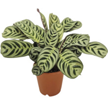 Plante d intérieur Calathea makoyana avec des feuilles motifs dans un pot de fleurs