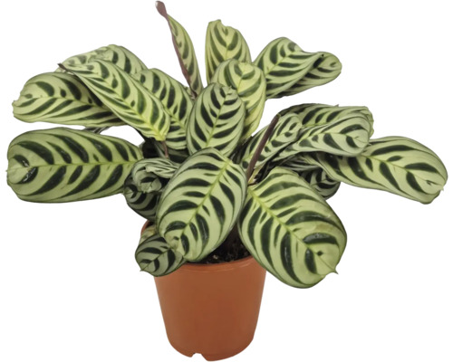 Plante d intérieur Calathea makoyana avec des feuilles motifs dans un pot de fleurs
