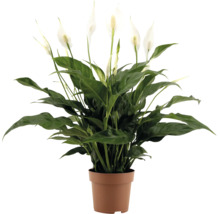 Fleur de lune plante d interieur avec feuilles vertes et fleurs blanches dans un pot en plastique