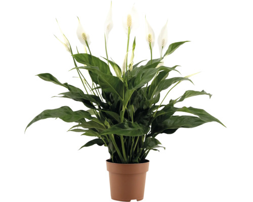 Fleur de lune plante d interieur avec feuilles vertes et fleurs blanches dans un pot en plastique