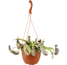 Plante carnivore Nepenthes dans un pot suspendu avec des urnes et des feuilles