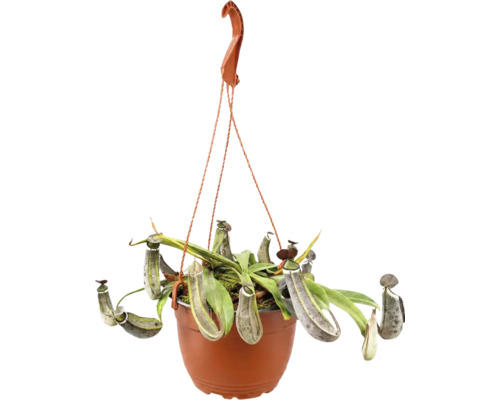 Plante carnivore Nepenthes dans un pot suspendu avec des urnes et des feuilles