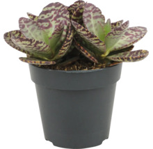 Plante grasse Kalanchoe humilis dans un pot en plastique