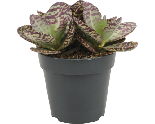 Plante grasse Kalanchoe humilis dans un pot en plastique