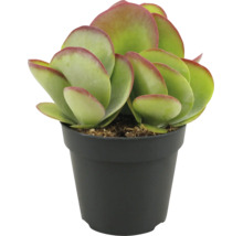 Plante grasse dans un pot en plastique avec des feuilles rondes et charnues.