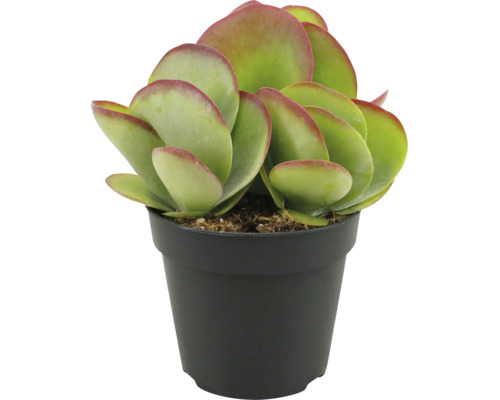 Plante grasse dans un pot en plastique avec des feuilles rondes et charnues.