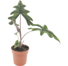 Plante d intérieur Alocasia Jacklyn avec des feuilles distinctives profondément lobées dans un pot en plastique