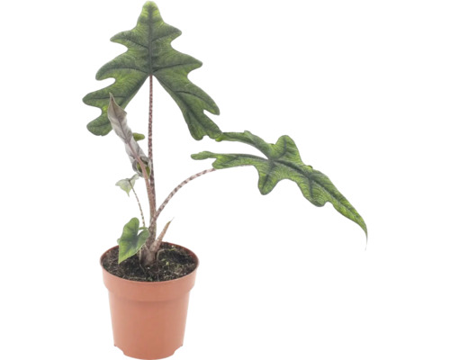 Plante d intérieur Alocasia Jacklyn avec des feuilles distinctives profondément lobées dans un pot en plastique