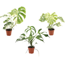 Trois plantes Monstera dans des pots en plastique, deux avec des feuilles panachées et une Monstera Tetrasperma verte.