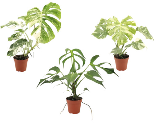 Trois plantes Monstera dans des pots en plastique, deux avec des feuilles panachées et une Monstera Tetrasperma verte.