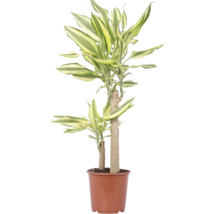Plante d'intérieur Dracaena Fragans dans un pot en plastique marron