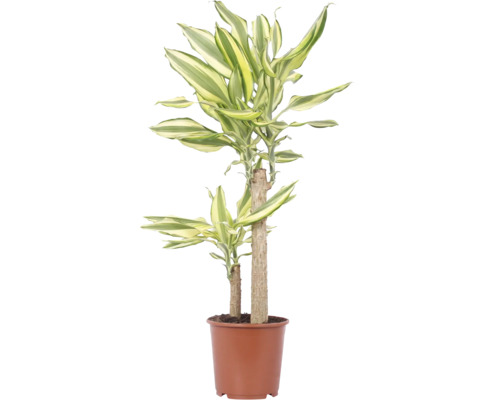 Plante d'intérieur Dracaena Fragans dans un pot en plastique marron
