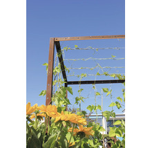 Trellis en métal avec patine rouille pour plantes grimpantes et haricots au jardin