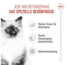 Infografik zu den Bedürfnissen von Katzenbabys in der Wachstumsphase mit Royal Canin Logo und Hinweisen zu Futtertextur und Gesundheitsentwicklung.