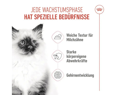 Infografik zu den Bedürfnissen von Katzenbabys in der Wachstumsphase mit Royal Canin Logo und Hinweisen zu Futtertextur und Gesundheitsentwicklung.