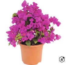 Plante bougainvillier avec bractées violettes dans un pot en plastique (Image AI modified or generated)